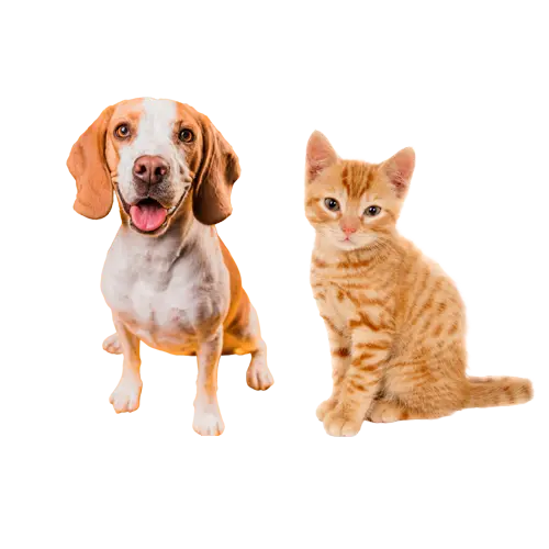 A happy dog and a playful orange tabby cat sitting side by side